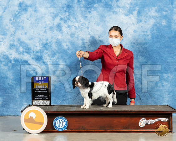 Japanese Chin #8 Sun BOB Judge Dr Steve Keating_MMJ_1296_Mdlnd21_HR3