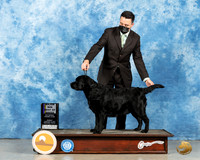 Labrador Retriever #26 Sun BOB Judge Elizabeth Muthard