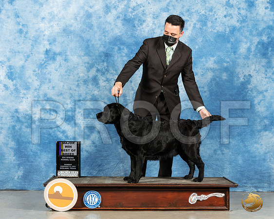 Labrador Retriever #26 Sun BOB Judge Elizabeth Muthard_MMJ_1913_Mdlnd21_HR3