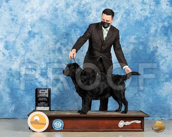 Labrador Retriever #26 Sun BOB Judge Elizabeth Muthard_MMJ_1915_Mdlnd21_HR3
