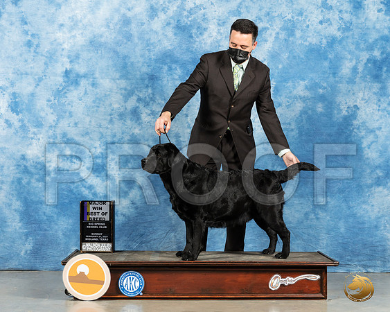 Labrador Retriever #26 Sun BOB Judge Elizabeth Muthard_MMJ_1916_Mdlnd21_HR3