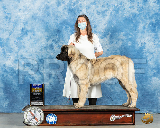Leonberger #6 Sun BOB Judge Charles Olvis_MMJ_1845_Mdlnd21_HR3