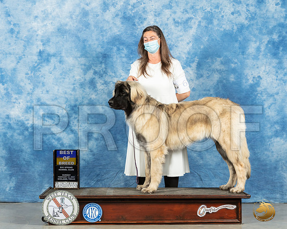 Leonberger #6 Sun BOB Judge Charles Olvis_MMJ_1849_Mdlnd21_HR3
