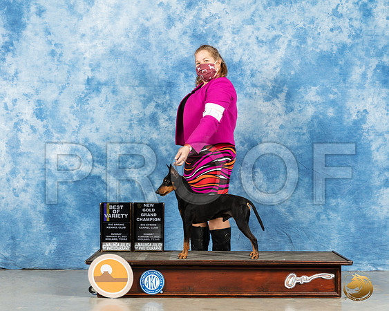 Manchester Terrier #15 Sun BOV Judge Carolyn Herbel_MMJ_1176_Mdlnd21_HR3