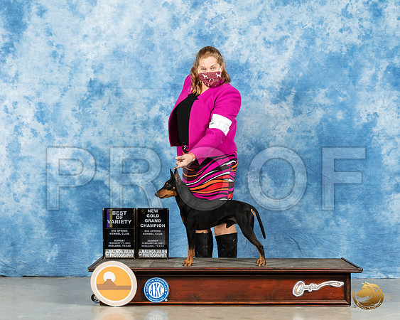 Manchester Terrier #15 Sun BOV Judge Carolyn Herbel_MMJ_1179_Mdlnd21_HR3