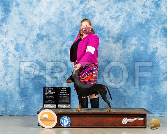 Manchester Terrier #15 Sun BOV Judge Carolyn Herbel_MMJ_1180_Mdlnd21_HR3