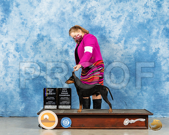 Manchester Terrier #15 Sun BOV Judge Carolyn Herbel_MMJ_1182_Mdlnd21_HR3