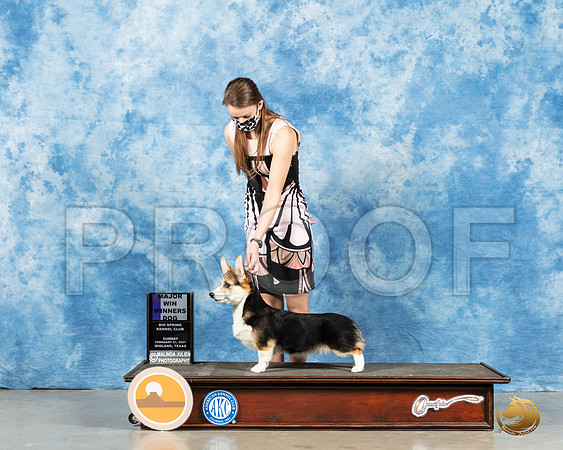 Manchester Terrier #15 Sun BOV Judge Carolyn Herbel_MMJ_1187_Mdlnd21_HR3