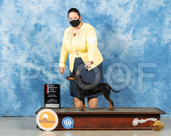 Manchester Terrier #24 Sun BOS Judge Carolyn Herbel_MMJ_2068_Mdlnd21_HR3