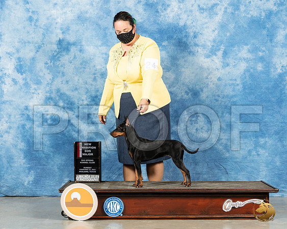 Manchester Terrier #24 Sun BOS Judge Carolyn Herbel_MMJ_2070_Mdlnd21_HR3
