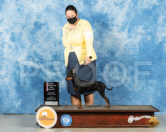 Manchester Terrier #24 Sun BOS Judge Carolyn Herbel_MMJ_2074_Mdlnd21_HR3-2