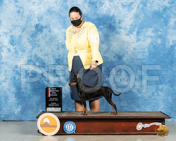 Manchester Terrier #24 Sun BOS Judge Carolyn Herbel_MMJ_2075_Mdlnd21_HR3