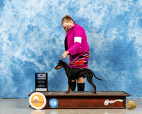 Manchester Terrier Std #17 Sun BOW Judge Carolyn Herbel