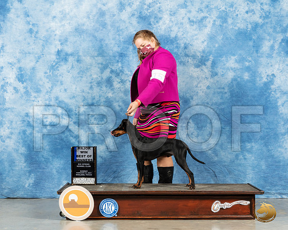Manchester Terrier Std #17 Sun BOW Judge Carolyn Herbel_MMJ_1088_Mdlnd21_HR3