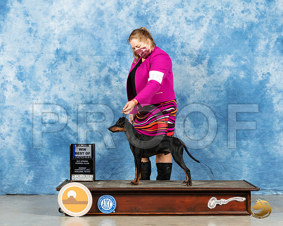 Manchester Terrier Std #17 Sun BOW Judge Carolyn Herbel_MMJ_1090_Mdlnd21_HR3