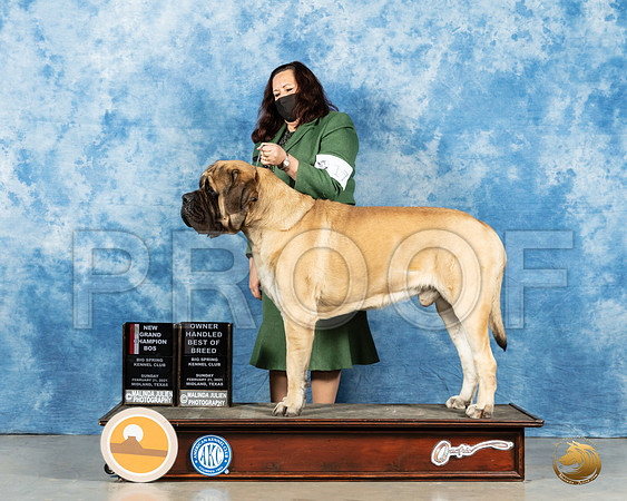 Mastiff #17 Sun BOS Judge Harold Tatro_MMJ_1934_Mdlnd21_HR3