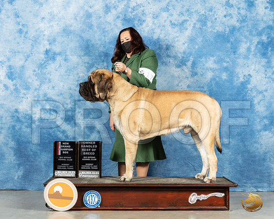 Mastiff #17 Sun BOS Judge Harold Tatro_MMJ_1937_Mdlnd21_HR3