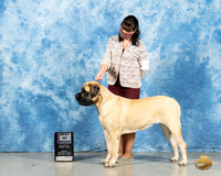 Mastiff #8 Sun BOB Judge Harold Tatro