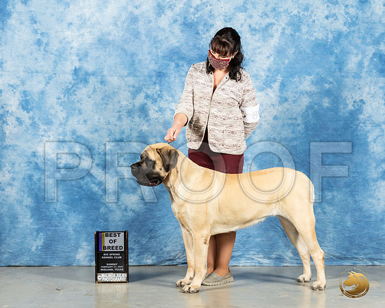 Mastiff #8 Sun BOB Judge Harold Tatro_MMJ_1266_Mdlnd21_HR3