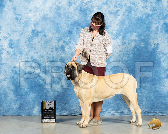 Mastiff #8 Sun BOB Judge Harold Tatro_MMJ_1268_Mdlnd21_HR3