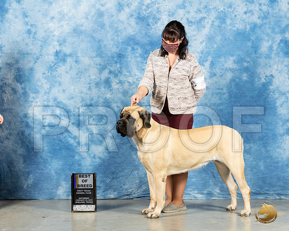Mastiff #8 Sun BOB Judge Harold Tatro_MMJ_1270_Mdlnd21_HR3