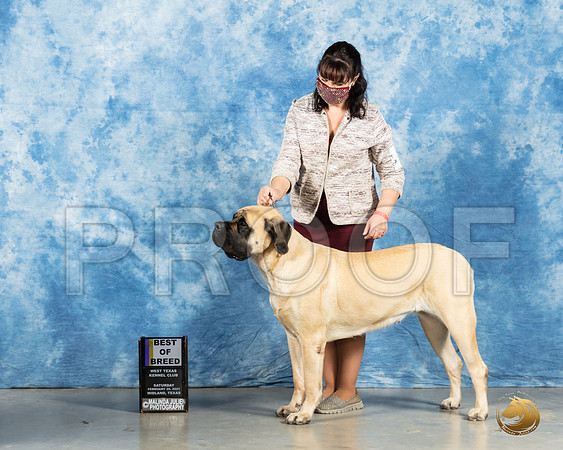 Mastiff #8 Sun BOB Judge Harold Tatro_MMJ_1272_Mdlnd21_HR3