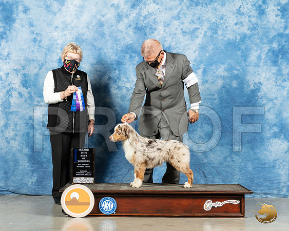 Miniature American Shepherd #28 BOW Judge Judith Brown_MMJ_2006_Mdlnd21_HR3