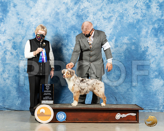 Miniature American Shepherd #28 BOW Judge Judith Brown_MMJ_2007_Mdlnd21_HR3