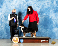 Miniature American Shepherd #30 Sun WB Judge Judith Brown