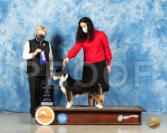 Miniature American Shepherd #30 Sun WB Judge Judith Brown_MMJ_2002_Mdlnd21_HR3