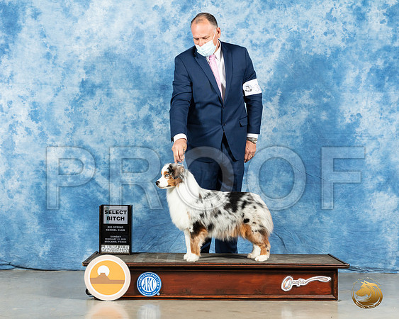 Miniature American Shepherd #36 Sun SB Judge Judith Brown_MMJ_1995_Mdlnd21_HR3