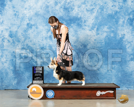 Pembroke Welsch Corgi #17 Sun Judge Jane Myers_MMJ_1186_Mdlnd21_HR3
