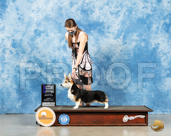 Pembroke Welsch Corgi #17 Sun Judge Jane Myers_MMJ_1187_Mdlnd21_HR3