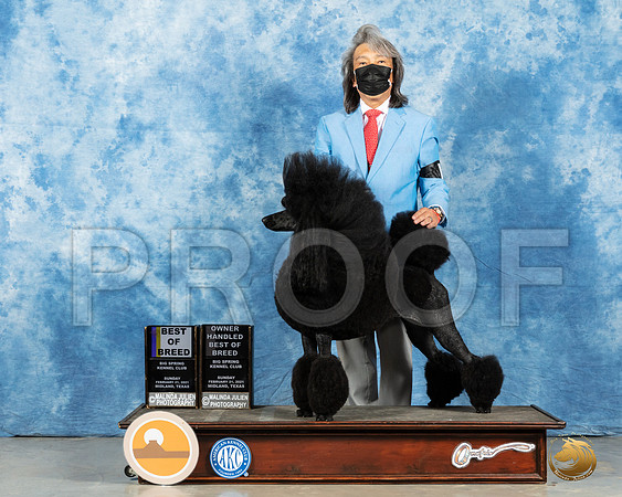 Poodle Std #6 Sun BOB Judge Elizabeth Muthard_MMJ_1151_Mdlnd21_HR3