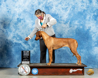 Rhodesian Ridgeback #22 Sun BOW Judge Kimberly Meredith