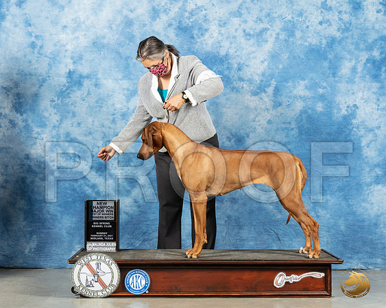 Rhodesian Ridgeback #22 Sun BOW Judge Kimberly Meredith_MMJ_1853_Mdlnd21_HR3