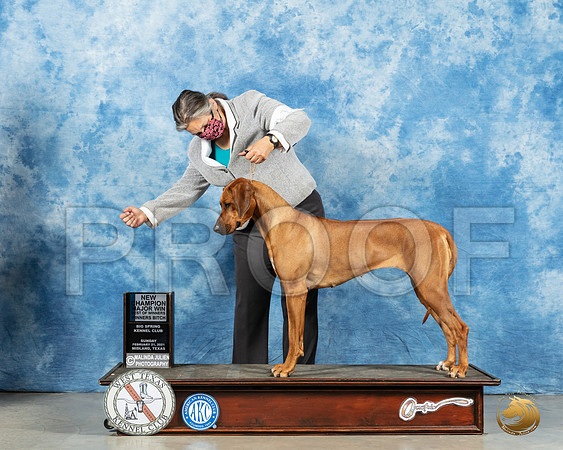 Rhodesian Ridgeback #22 Sun BOW Judge Kimberly Meredith_MMJ_1855_Mdlnd21_HR3