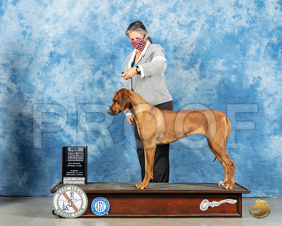 Rhodesian Ridgeback #22 Sun BOW Judge Kimberly Meredith_MMJ_1856_Mdlnd21_HR3