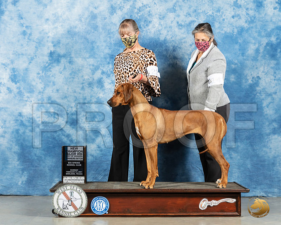 Rhodesian Ridgeback #22 Sun BOW Judge Kimberly Meredith_MMJ_1857_Mdlnd21_HR3
