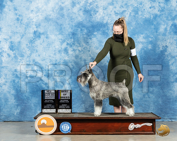 Schnauzer Std #14 Sun BOW Judge Charles Olvis_MMJ_1260_Mdlnd21_HR3