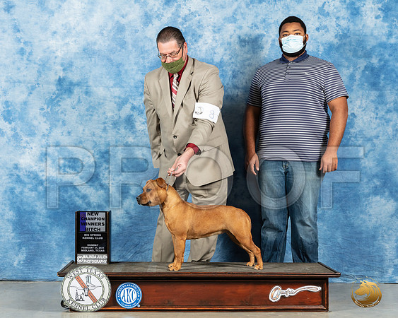 Staffordshire Bull Terrier #8 Sun WB Judge Carolyn Herbel_MMJ_1840_Mdlnd21_HR3
