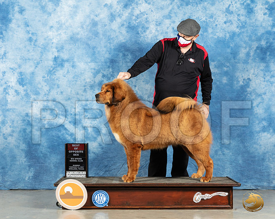 Tibetan Mastiff #8 Sun BOS Judge Charles Olvis_MMJ_1232_Mdlnd21_HR3