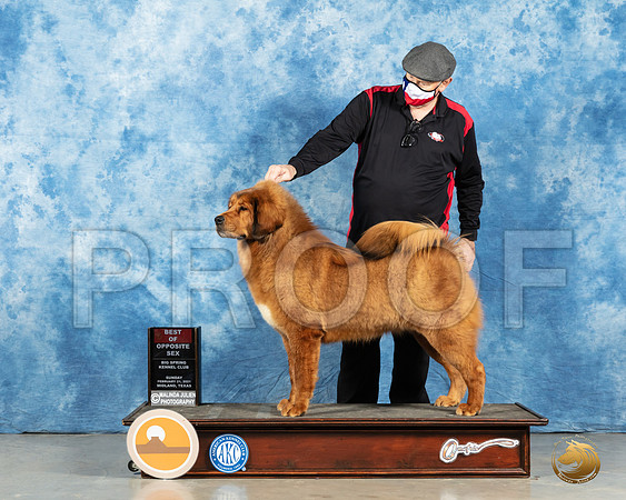Tibetan Mastiff #8 Sun BOS Judge Charles Olvis_MMJ_1233_Mdlnd21_HR3