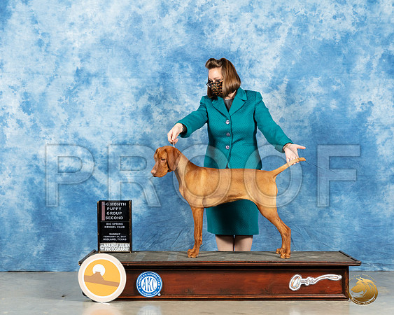 Vizsla #22 Sun BOB Judge Dr Erik Liebes_MMJ_1278_Mdlnd21_HR3