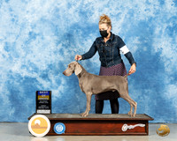 Weimaraner #11 Sun BOW Judge Nancy Simmons