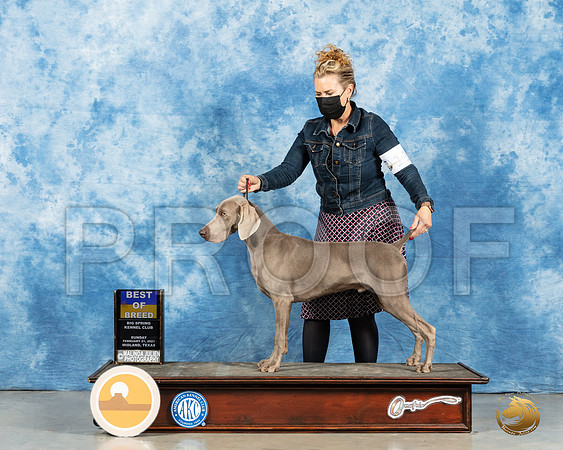 Weimaraner #11 Sun BOW Judge Nancy Simmons_MMJ_1940_Mdlnd21_HR3