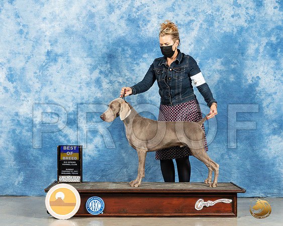Weimaraner #11 Sun BOW Judge Nancy Simmons_MMJ_1941_Mdlnd21_HR3