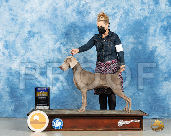Weimaraner #11 Sun BOW Judge Nancy Simmons_MMJ_1944_Mdlnd21_HR3