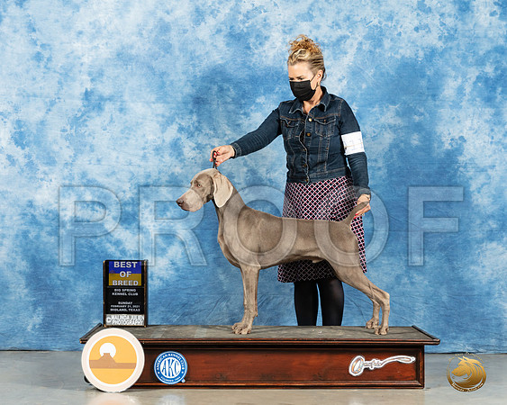 Weimaraner #11 Sun BOW Judge Nancy Simmons_MMJ_1945_Mdlnd21_HR3
