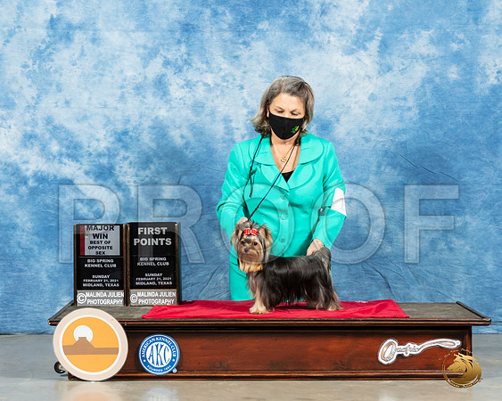 Yorkshire Terrier #12 Sun BOS Judge Dr Steve Keating_MMJ_1133_Mdlnd21_HR3